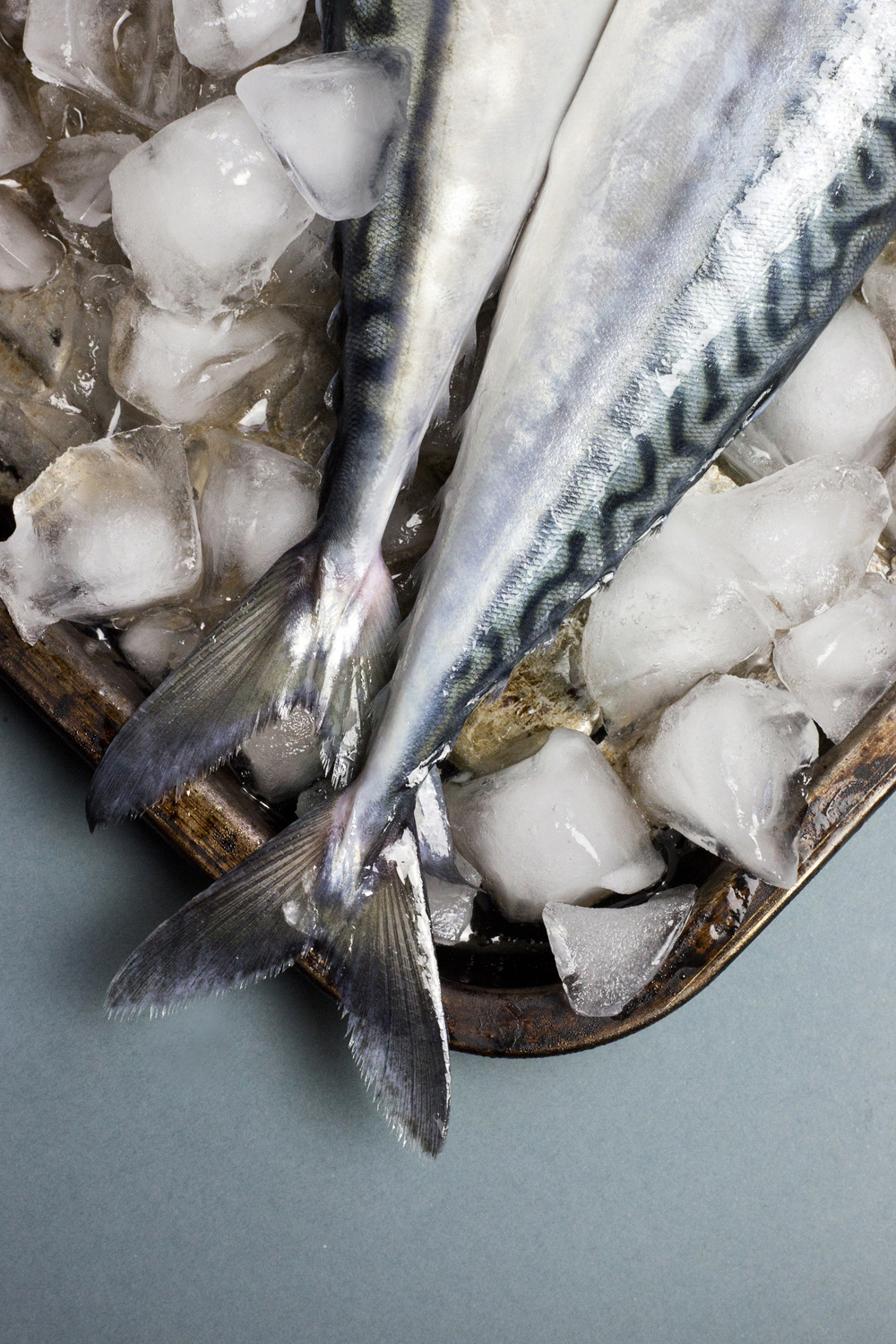 Mackerel, fish, food photography, photographer liverpool, fish scales, fish, ice