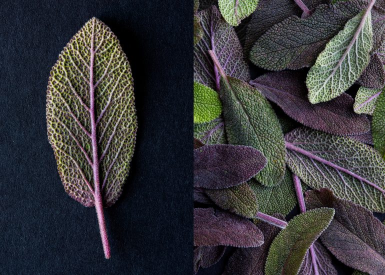 Sage leaves duo. Sage leaf in isolation and a selection of leaves food photography