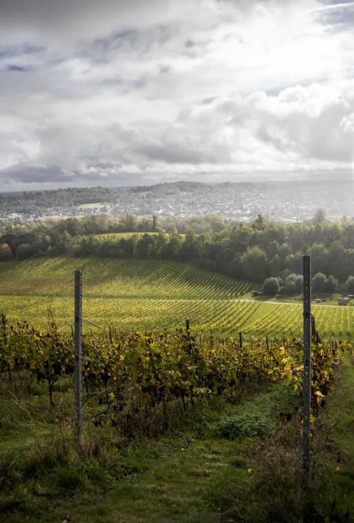 Denbies vineyard Surrey Lifestyle photographer UK vineyard photography lifestyle photographer UK food and lifestyle photographer